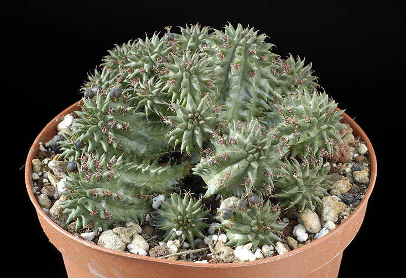 Euphorbia Susannae Cm. 8,5 € 12,00.jpg